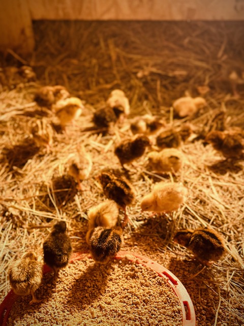 Harmony Happenings Feb 23,&nbsp;2025