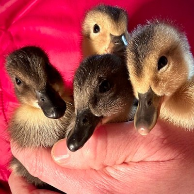 Spring Arrivals at Harmony Farm: Piglets, Chicks, Ducklings and&nbsp;Mushrooms
