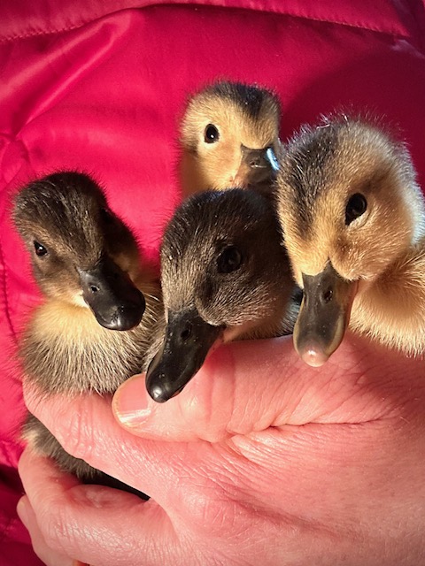 Spring Arrivals at Harmony Farm: Piglets, Chicks, Ducklings and&nbsp;Mushrooms