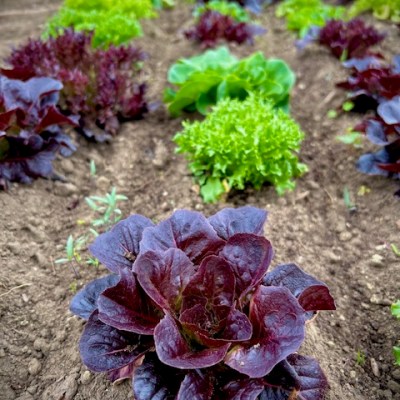 Fresh Greens Weekly: Flexible Farm Membership&nbsp;Options