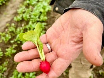 Get Ready for Easter: Fresh Produce and Special&nbsp;Deals