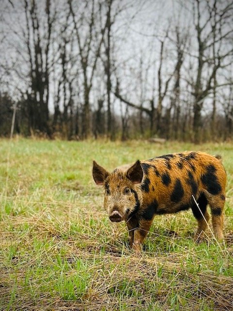 Brockville Farmers’ Market Opens with Comfort&nbsp;Food