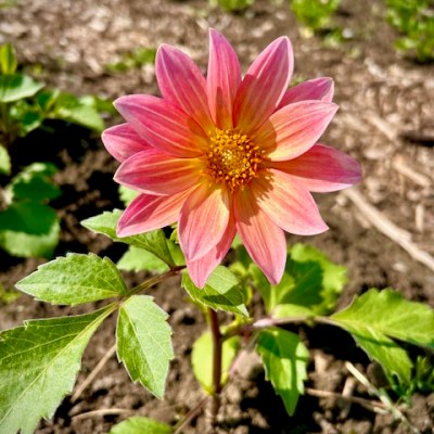 Spring Farming Updates: Thriving Despite the&nbsp;Chill
