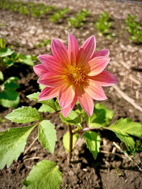 Spring Farming Updates: Thriving Despite the&nbsp;Chill