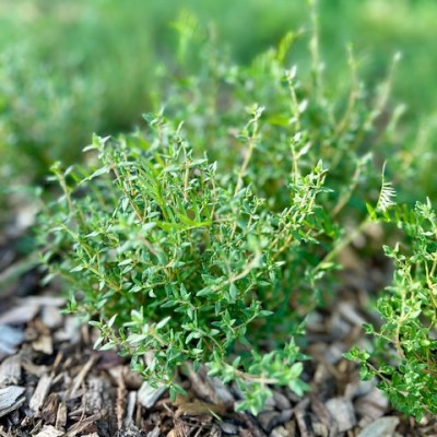 U-Pick Herbs and Flowers: Enjoy Summer&nbsp;Freshness