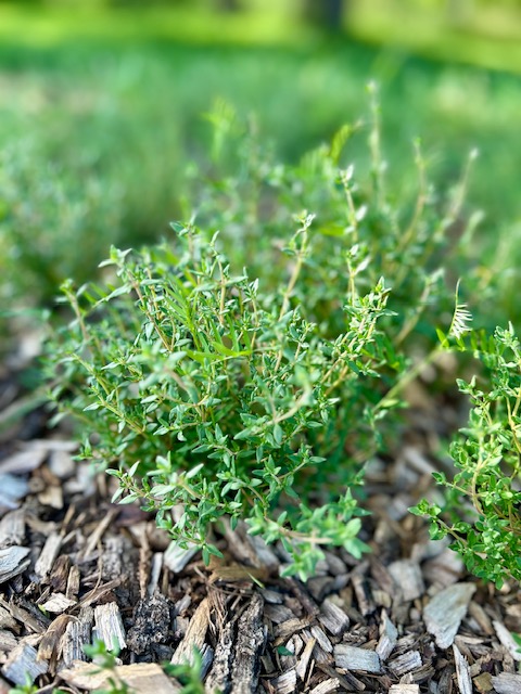 U-Pick Herbs and Flowers: Enjoy Summer&nbsp;Freshness