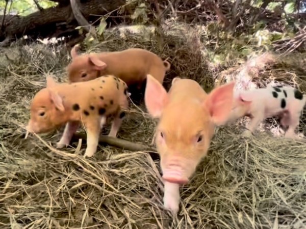 Meet Our Forest Piglets: Join Us for a Guided&nbsp;Tour