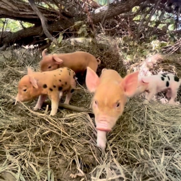 Meet Our Forest Piglets: Join Us for a Guided&nbsp;Tour