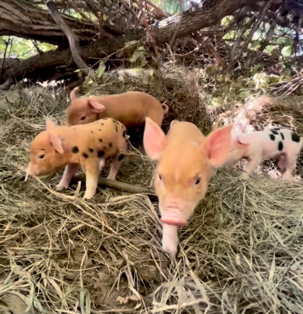 Meet Our Forest Piglets: Join Us for a Guided&nbsp;Tour